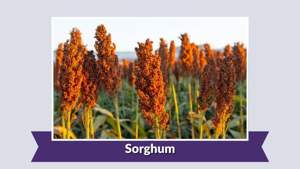 Sorghum