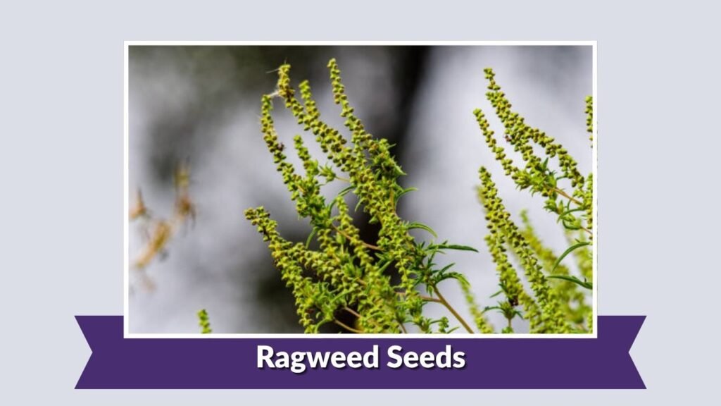 Ragweed Seeds