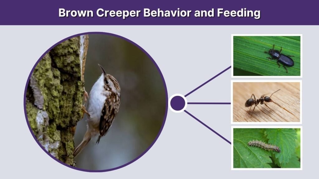 Brown Creeper Behavior and Feeding