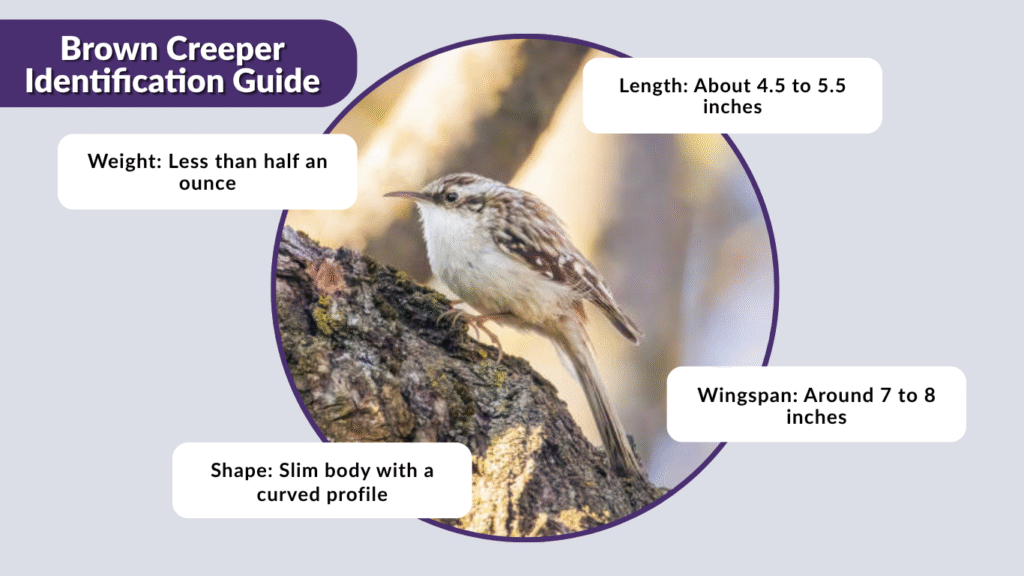 Brown Creeper Identification Guide