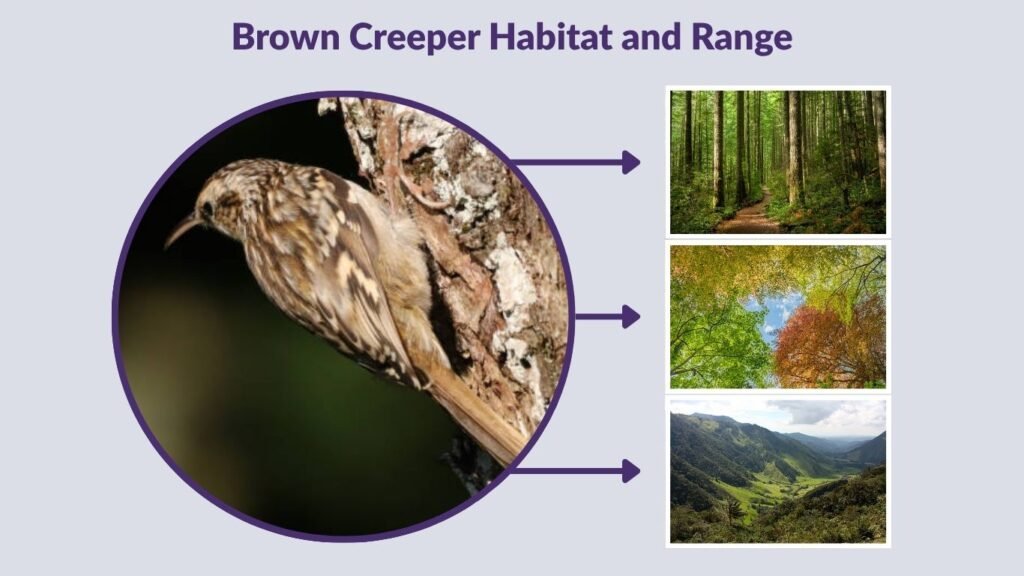 Brown Creeper Habitat and Range