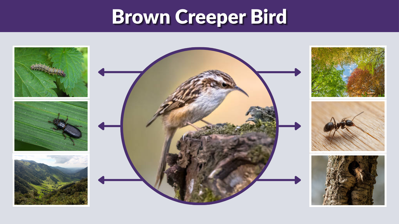 Brown Creeper Bird Facts, Habitat, and Identification Guide 