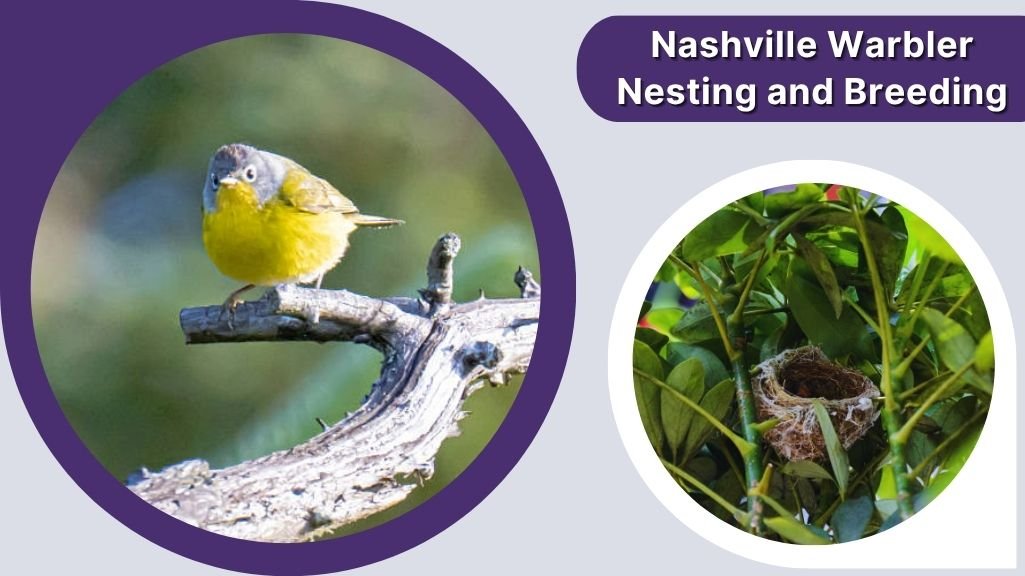 Nashville Warbler Nesting and Breeding