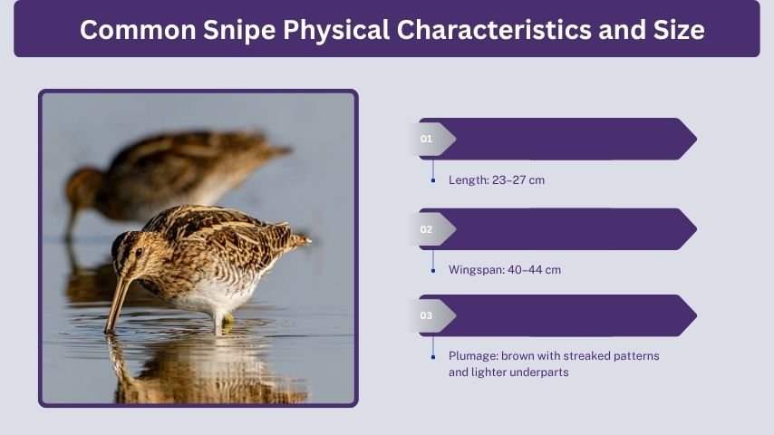 Common Snipe Physical Characteristics and Size