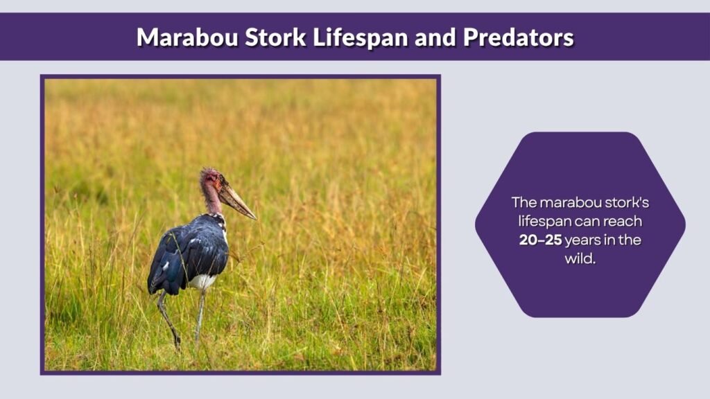 Marabou Stork Lifespan and Predators