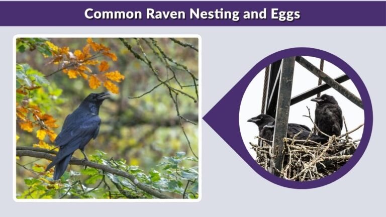Common Raven: Habitat, Diet, Intelligence and Bird Facts