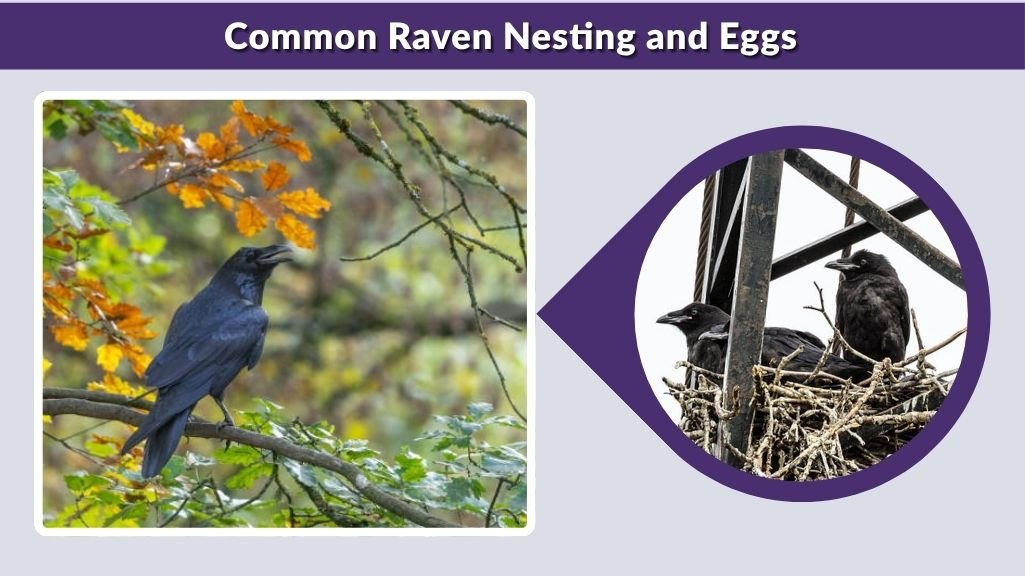 Common Raven Nesting and Eggs