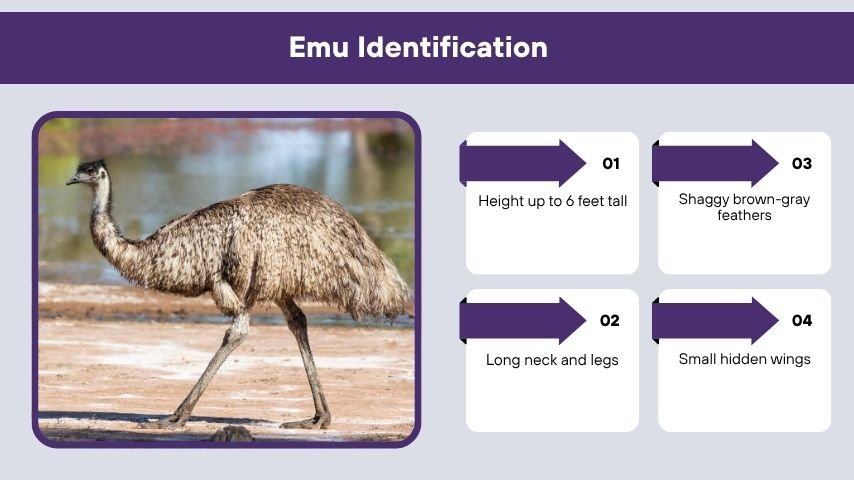Emu Identification