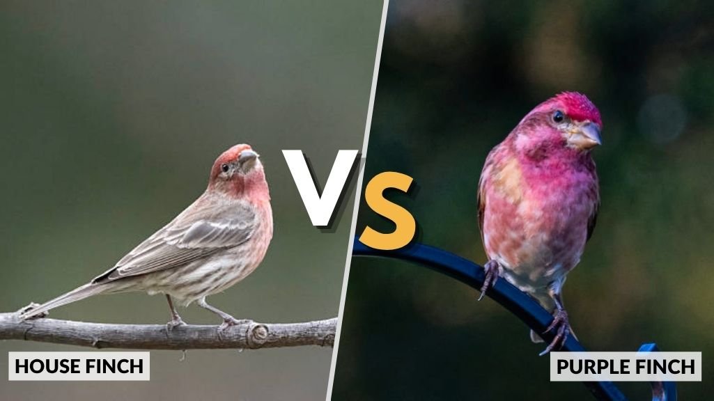 House Finch vs Purple Finch