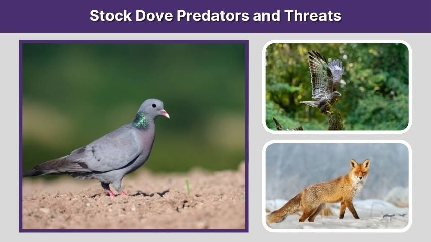 Stock Dove Predators and Threats
