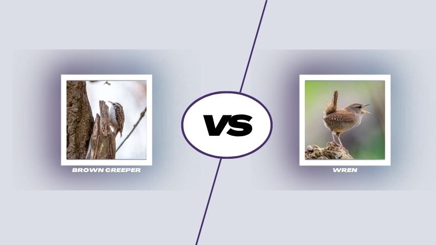 Brown Creeper vs Similar Birds