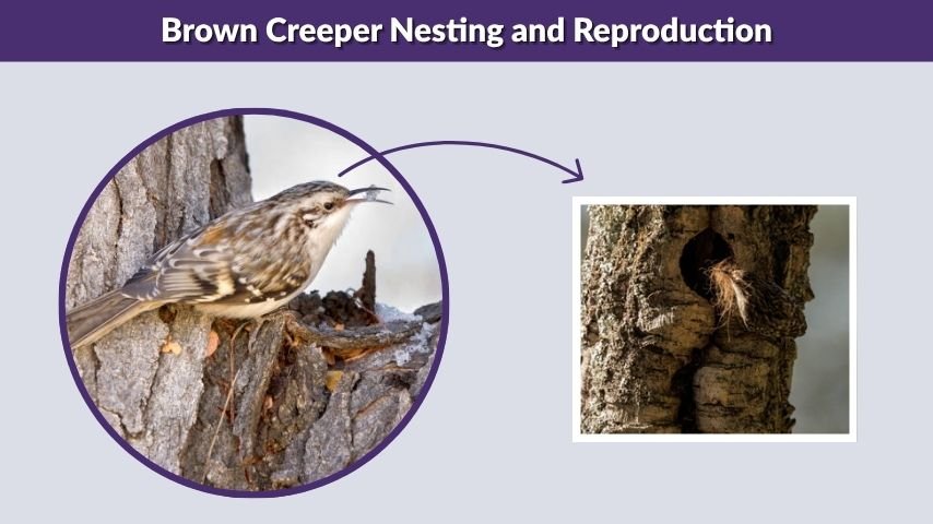 Brown Creeper Nesting and Reproduction