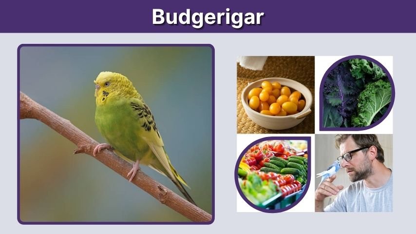 Budgerigar: Care, Diet, Lifespan, and Facts