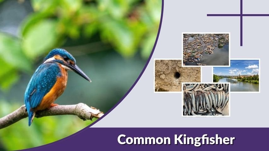 Common Kingfisher: Habitat, Diet, Range, Calls & Size
