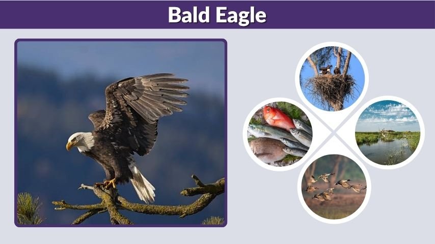 Bald Eagle: Habitat, Diet, Nest, Wingspan, and Lifespan