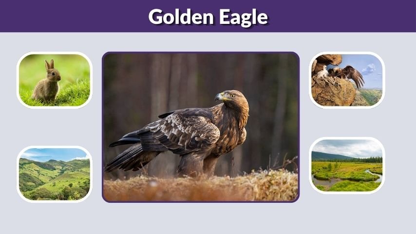 Golden Eagle: Size, Wingspan, Habitat, Diet & Lifespan