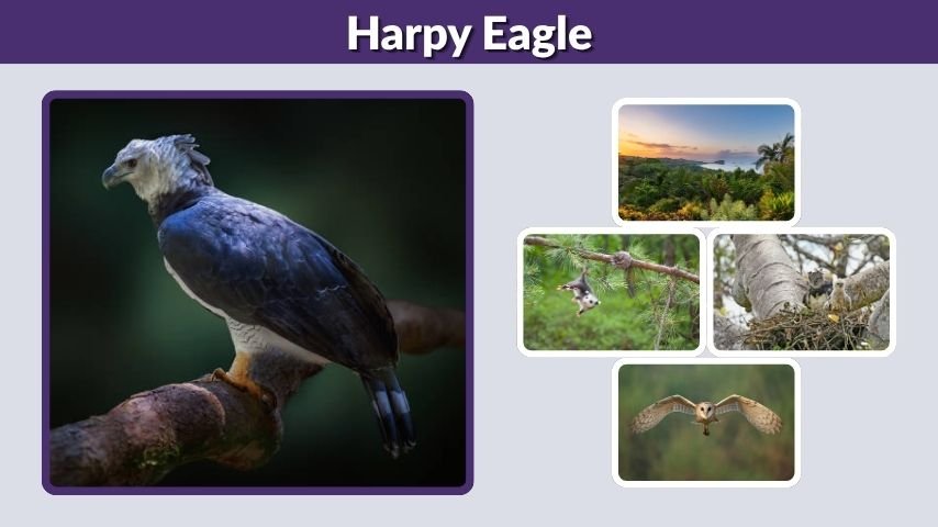 Harpy Eagle: Size, Wingspan, Habitat, Diet, and Amazing Facts