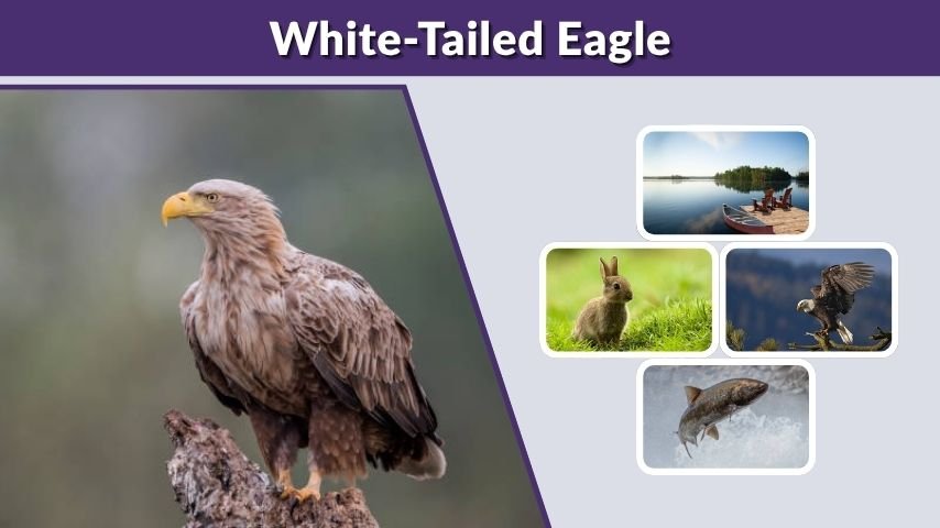 White-Tailed Eagle: Size, Wingspan, Habitat, Diet & Facts