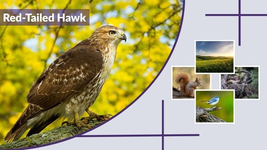 Red-Tailed Hawk: Size, Diet, Habitat, and Amazing Facts