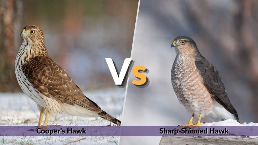 Cooper's Hawk vs Sharp-Shinned Hawk: Key Differences