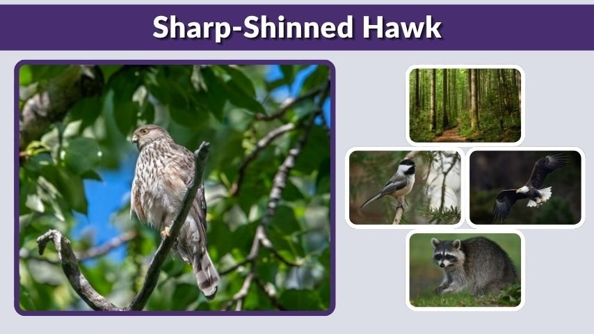 Sharp-Shinned Hawk Size, Habitat, and Diet Guide