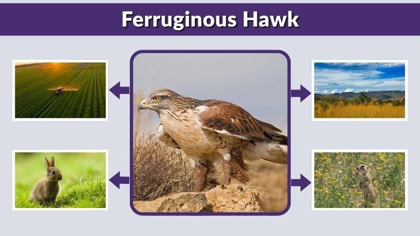 Ferruginous Hawk: Habitat, Diet, Behavior, and Facts