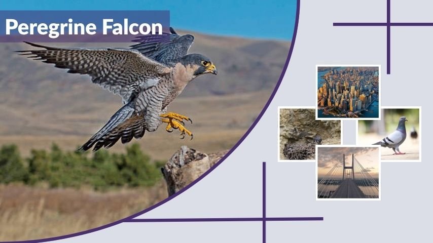 Peregrine Falcon: Speed, Dive, Habitat, and Diet Facts