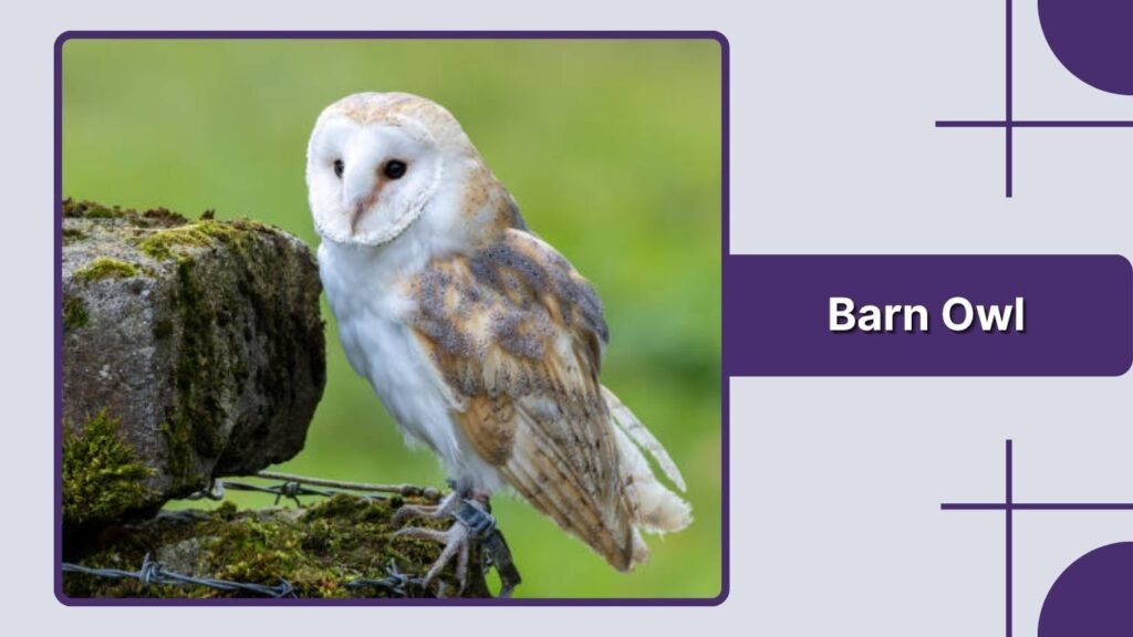 Barn Owl