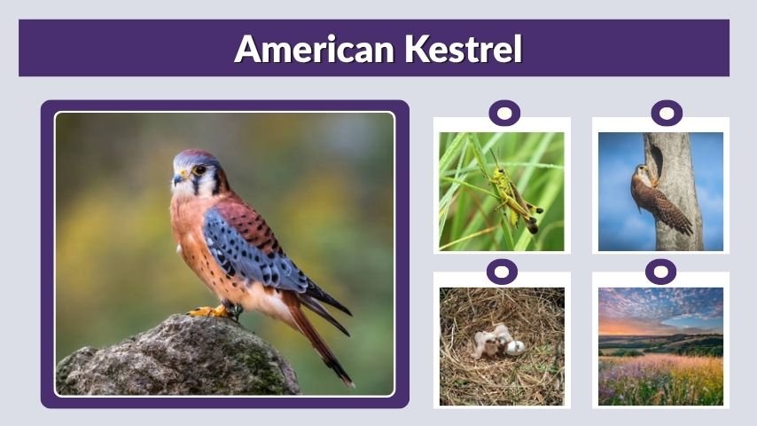 American Kestrel Habitat, Diet, Call, and Lifespan