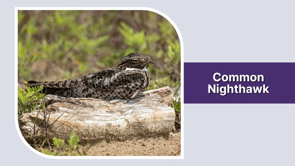 Common Nighthawk