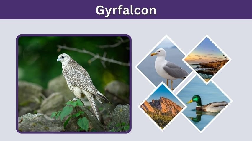 Gyrfalcon: Size, Speed, Habitat, Diet, and Facts