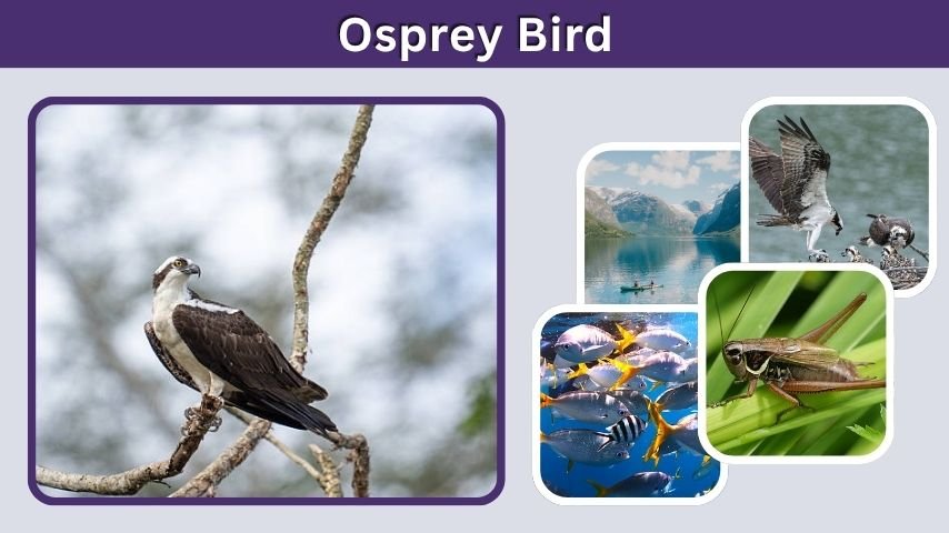 Osprey Bird: Habitat, Diet, Nesting, and Facts