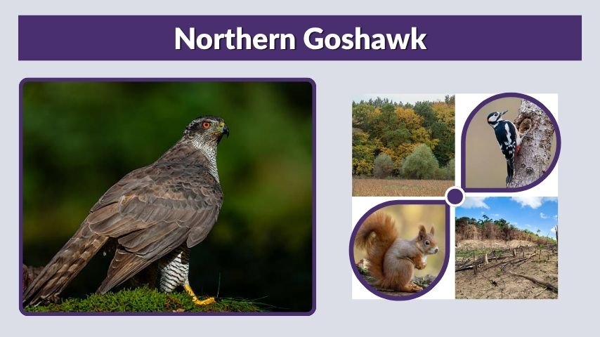 Northern Goshawk: Size, Habitat, Diet, Range, Call, and Facts