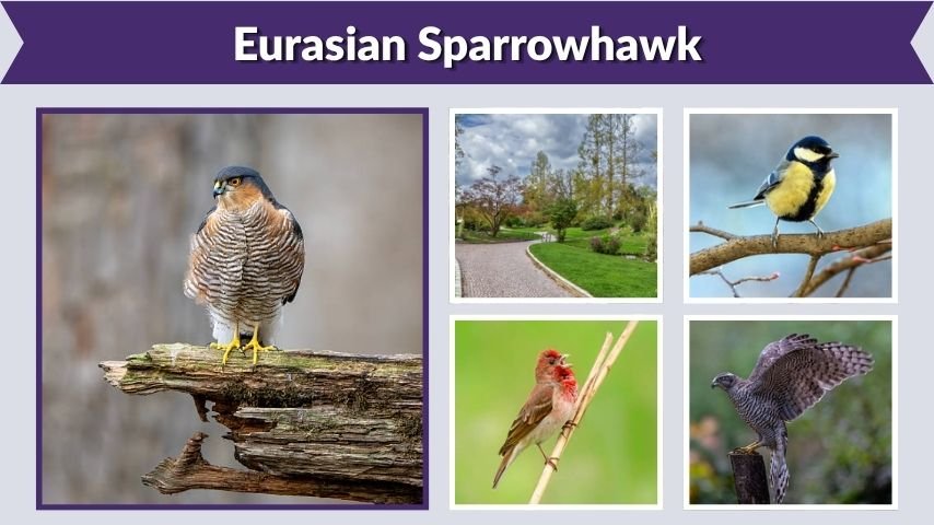 Eurasian Sparrowhawk: Size, Diet, Habitat, and Facts