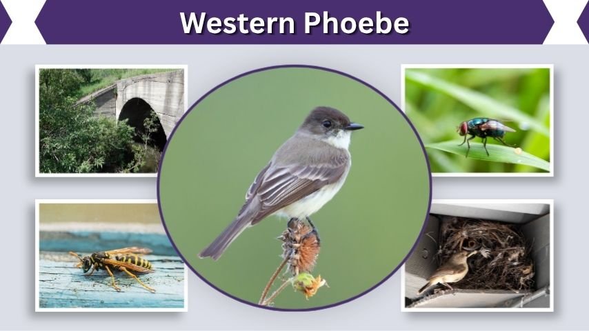 Western Phoebe: Habitat, Behavior, Nesting, and Identification