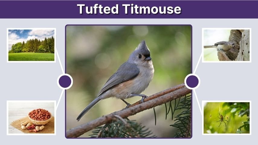 Tufted Titmouse: Identification, Call, Diet, Nesting, and Facts