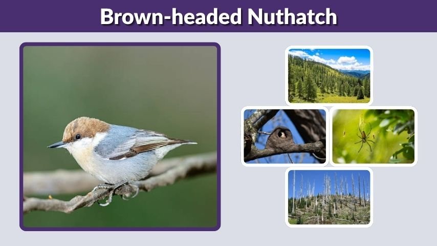 Brown-headed Nuthatch: Call, Habitat, Diet, and Nesting