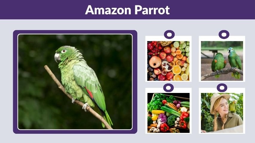 Amazon Parrot: Care, Diet, Lifespan and Talking Ability
