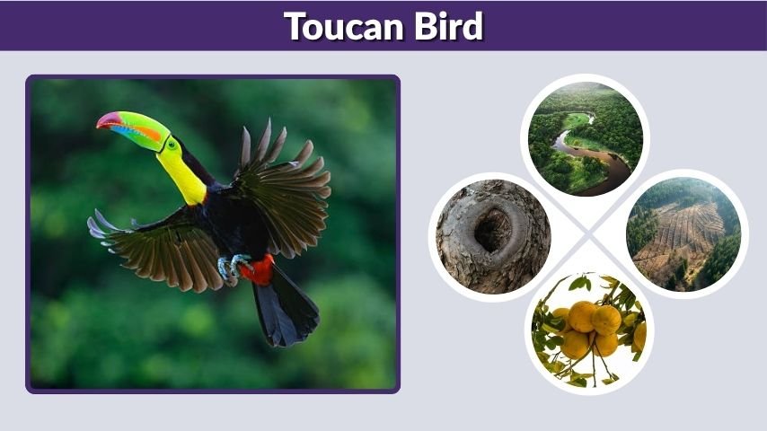 Where Does the Toucan Bird Live? Habitat, Range, and Rainforest Life
