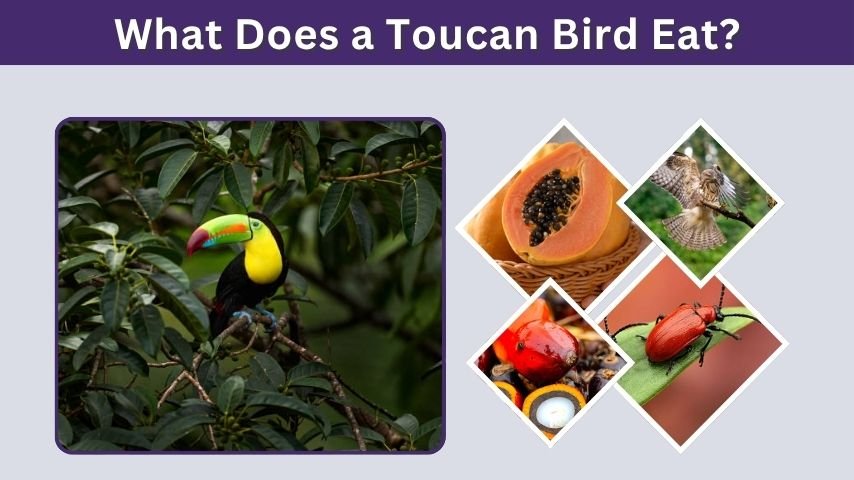 What Does a Toucan Bird Eat? Diet, Food, and Predators