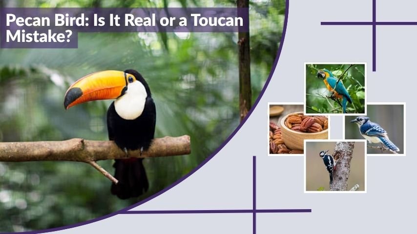 Pecan Bird: Is It Real or a Toucan Mistake? Identification