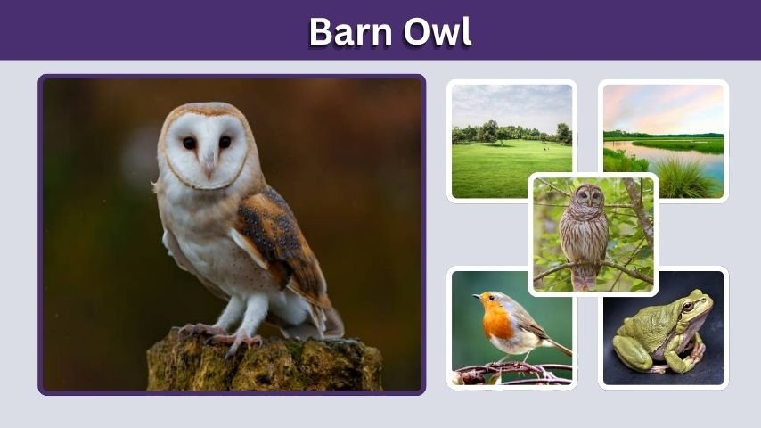 Barn Owl: Sounds, Habitat, Diet, Size and Facts