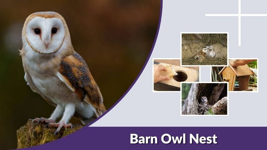 Barn Owl Nest: Habits, Box Plans, Placement and Tips