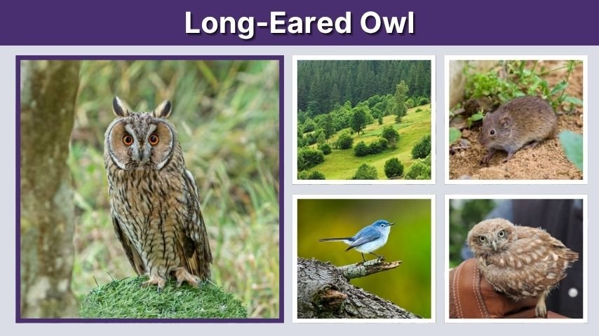 Long-Eared Owl: Call, Habitat, Diet, Size and Facts