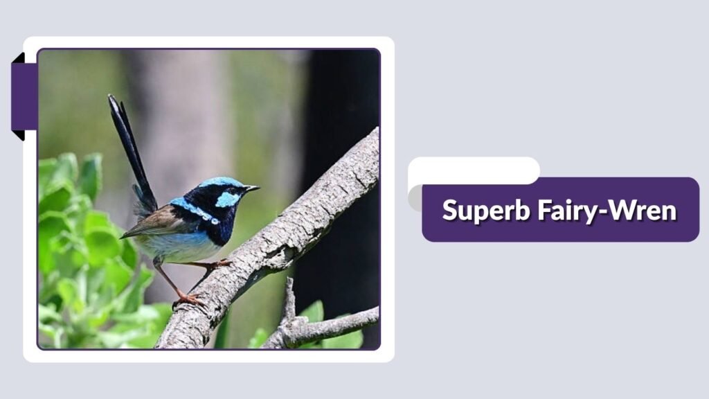 Superb Fairy-Wren