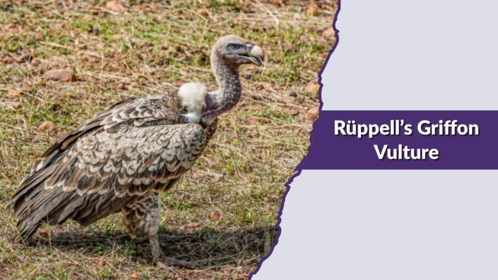 Rüppell’s Griffon Vulture