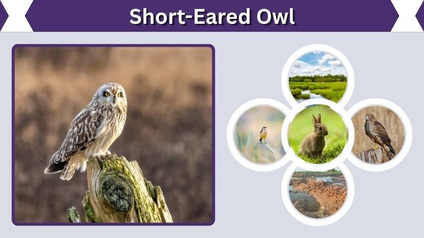 Short-Eared Owl: Facts, Habitat, Sounds, and Diet