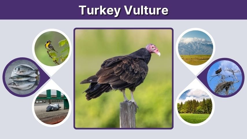 Turkey Vulture: Facts, Size, Diet, Habitat, and Flight