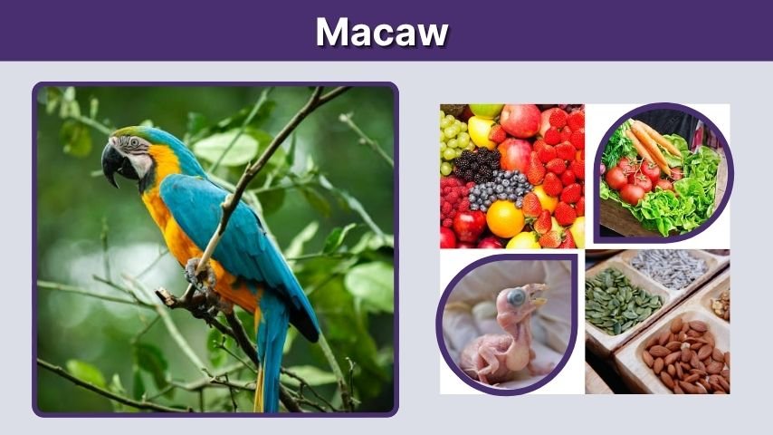 Macaw Lifespan, Care, Food, and Species Guide