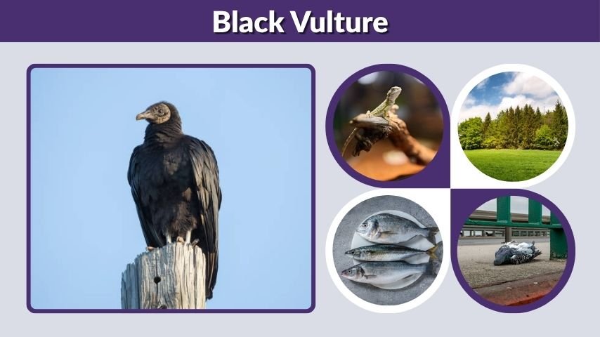 Black Vulture: Facts, Size, Diet, Habitat, and Flight